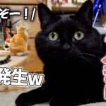 実家のアイドル黒猫と2人きりになったら外に猫たちが大集結しましたwww