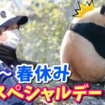 【パンダアイドル楓浜】きゃ〜声援に応える🐼言葉が分かるパンダです！