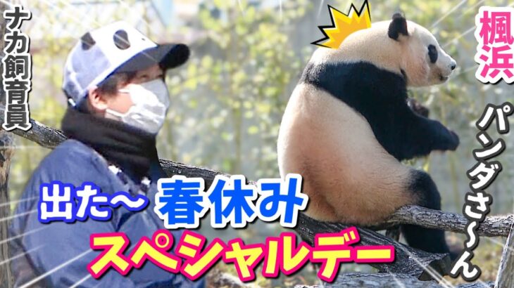 【パンダアイドル楓浜】きゃ〜声援に応える🐼言葉が分かるパンダです！