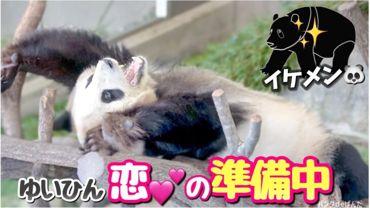 【パンダアイドル楓浜】どうかお願い‼️結ねぇが恋のストレッチタイムしてるから🐼