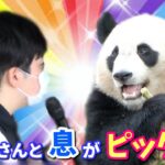 【パンダアイドル楓浜】ナカ飼育員のアナウンスとおじぎするふうちゃんの最強コンビ🐼