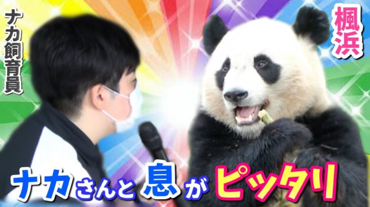 【パンダアイドル楓浜】ナカ飼育員のアナウンスとおじぎするふうちゃんの最強コンビ🐼