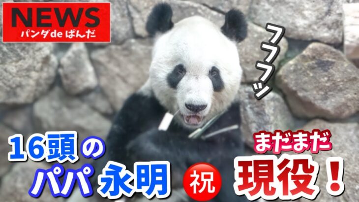 【パンダアイドル楓浜】㊗️32歳のレジェンド！永明パパがつないだ家族の絆🐼