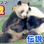 【パンダアイドル楓浜】伝説の子育て🐼らうちゃんの愛情は深かった❗️