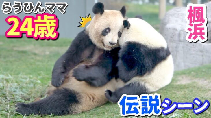 【パンダアイドル楓浜】伝説の子育て🐼らうちゃんの愛情は深かった❗️