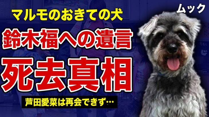”マルモのおきて”のムックが死去していた真相…鈴木福に残した最後の遺言に驚きを隠せない！ドラマ終了後に芦田愛菜だけが再会できなかった理由…社会現象にもなった人気番組の子役2人の格差に言葉を失う…！