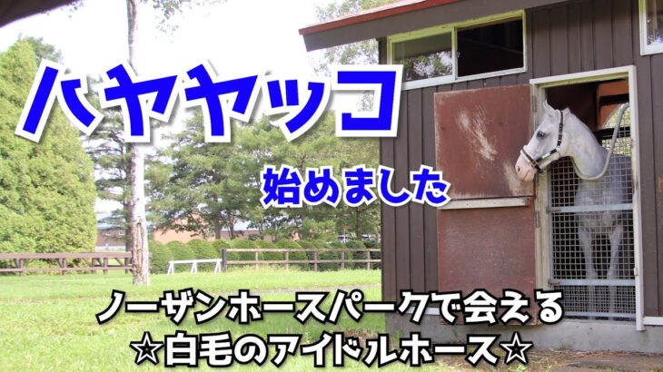 【ハヤヤッコ始めました】ノーザンホースパークで会える白毛アイドルホース
