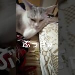 膝枕が好きな猫 #ねこのいるねことのくらし