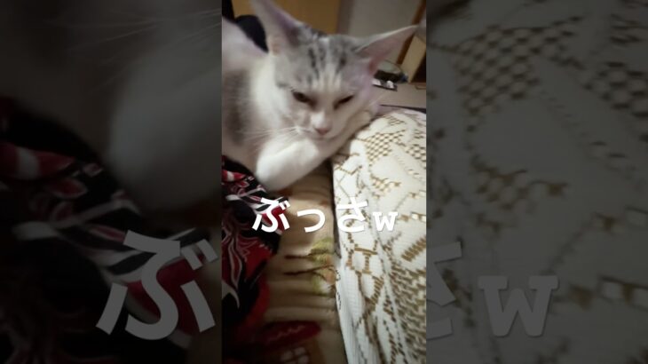 膝枕が好きな猫 #ねこのいるねことのくらし