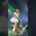 地下アイドルのライブに猫が乱入🐈　Cat crashes idol concert