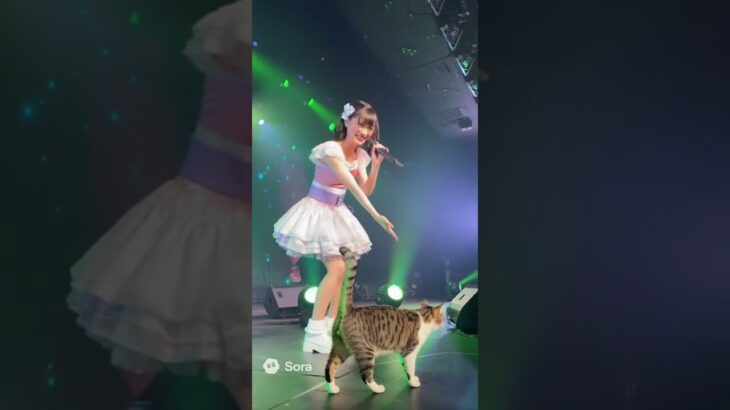 地下アイドルのライブに猫が乱入🐈　Cat crashes idol concert