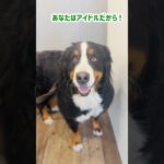 おにぎり屋さんで「アイドル」と言ってもらったバーニーズ🐾