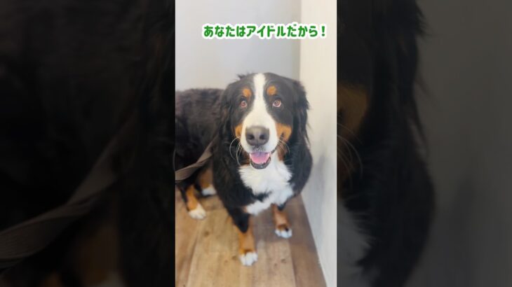 おにぎり屋さんで「アイドル」と言ってもらったバーニーズ🐾
