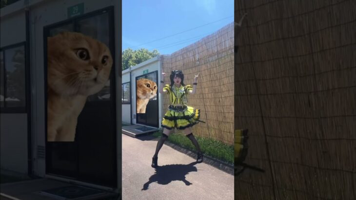 # ラブコード 踊ってみた¯ᵕ¯よ#ilife