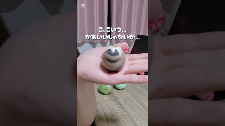 最近のガチャガチャ紹介🫧˖ ࣪⊹ #地下アイドル #ガチャガチャ #商品紹介