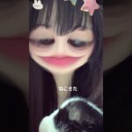 ねこきた