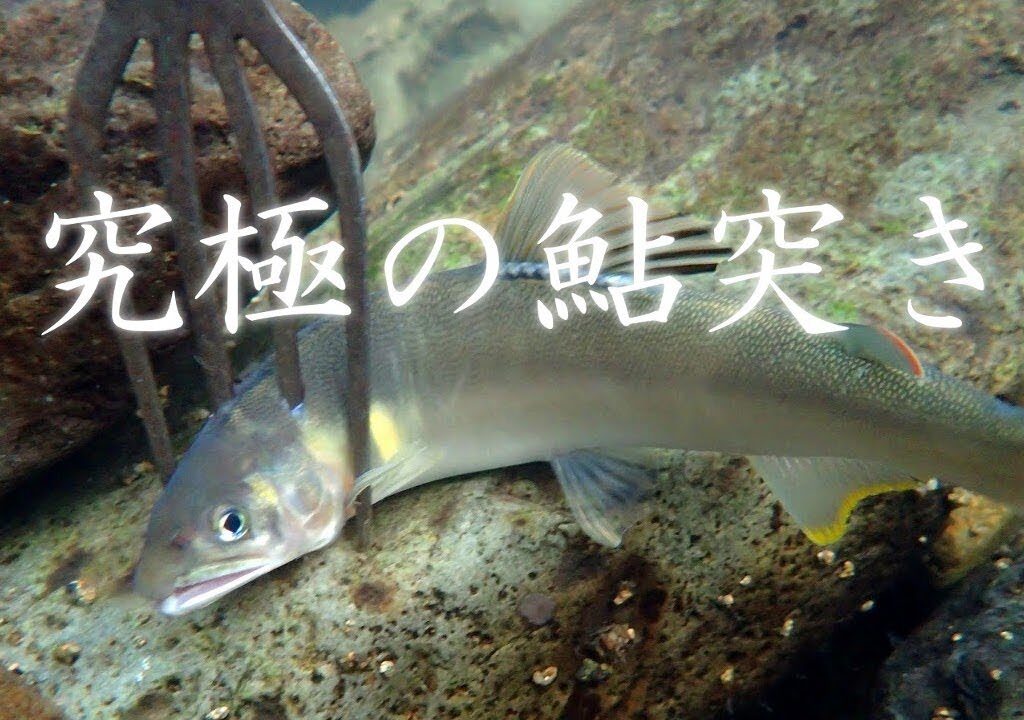 究極の鮎突き