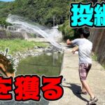 漁師が使う投網で天然鮎を大量ゲット！？