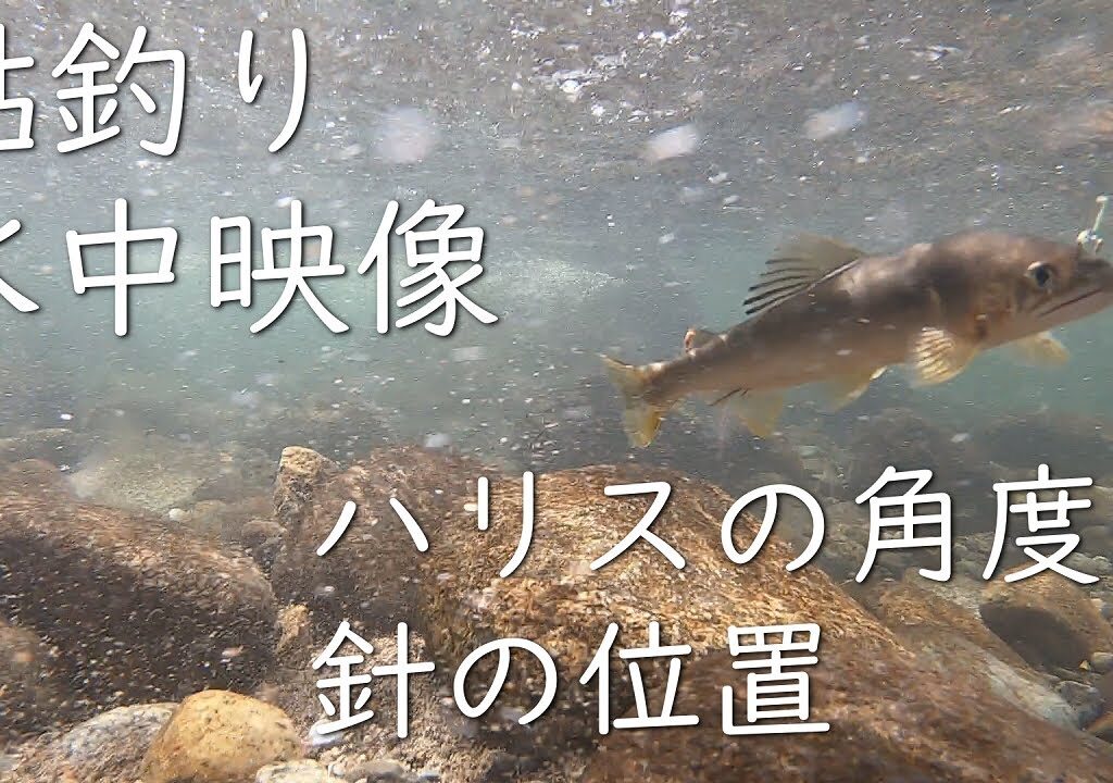 【鮎釣り】【水中映像】ハリスの角度はどうなっているの？ハリスの長さは？
