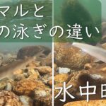 【鮎釣り】【水中映像】ノーマルと背針の泳ぎを見てみました