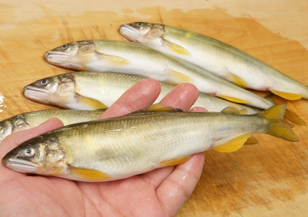 鮎の塩焼きの下処理（糞の出し方）　Salt-grilled sweetfish