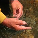 Ayu fishing Nagara River – Japan