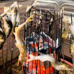 Sweetfish fishing and the best way eat it
