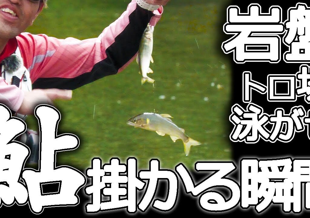 【鮎】掛かる瞬間 岩盤トロ場の泳がせ釣り 美山川 梶原淳司 4K