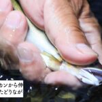3分以内でわかる鮎友釣りの基本［オトリの付け方］