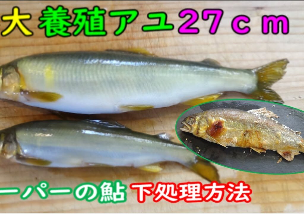 養殖アユの下処理から踊り串・化粧塩・塩焼きまでを紹介＃鮎塩焼き＃鮎養殖＃鮎生態