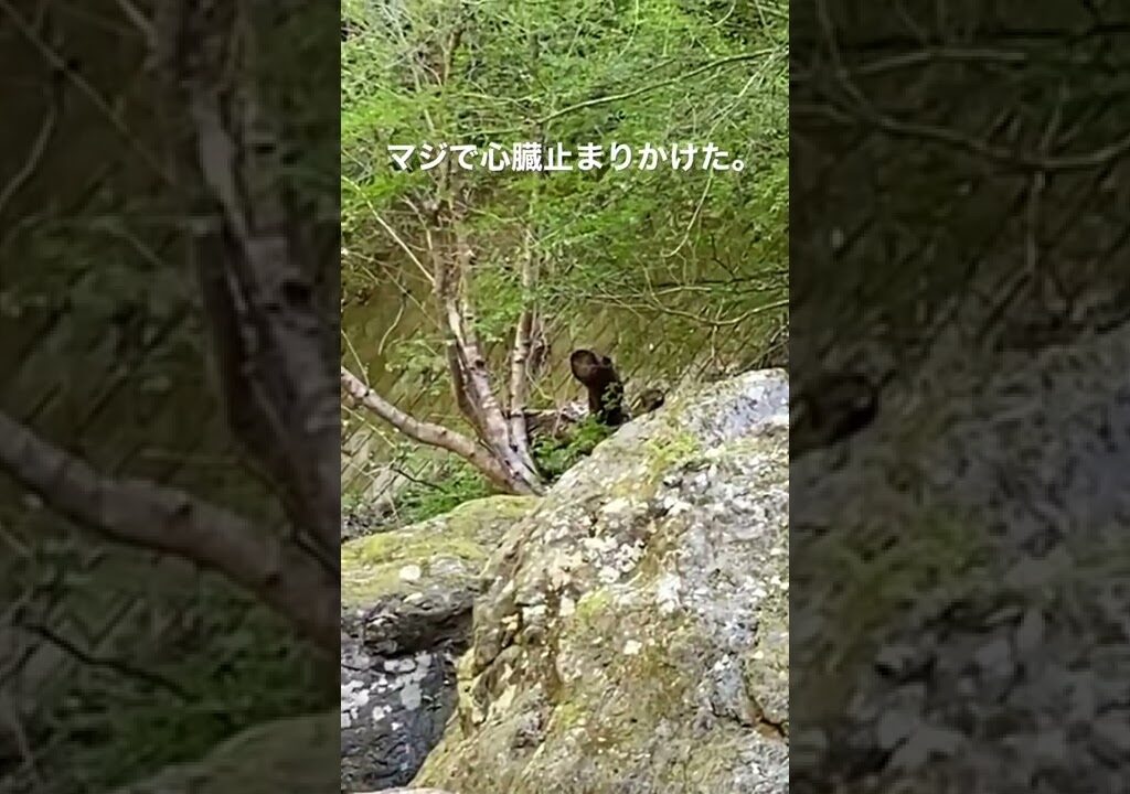 渓流釣りで見てはいけないものを見てしまう。#shorts