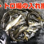 日高川龍神地区で追い活発【鮎釣り】