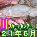 鮎釣り 巴川 小澤剛 友釣り無双 2021年
