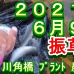鮎釣り 振草川 小澤剛 友釣り無双 2021年