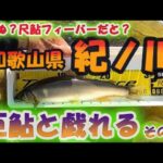 #43【巨鮎フィーバー？】見せてもらおうか、紀ノ川の巨鮎の引きとやらを　前編　そ★鮎釣り　鮎入れ追い