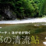 ボル引きサーチ + 泳がせが効く！京都の清流・美山川を釣る。