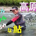 【高原川】ヌルヌルツルツルピカピカの琵琶湖産　鮎釣り