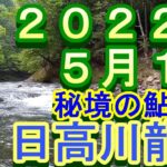 鮎釣り 日高川龍神 小澤剛 友釣り無双 2022年