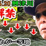 【2022.5.20興津川”鮎釣り”解禁】真っ黄色の天然ばかり!!鮎歴40年の岡部さんビックリ【静岡市清水区・あこがれ亭】