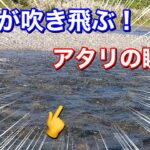 鮎釣り初心者が解禁直後の安曇川広瀬漁協に挑戦してみた