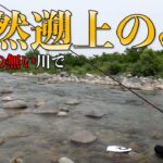 【鮎釣り】漁協が無い川で鮎の友釣りをしたら釣れるのか？