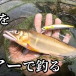 ルアーで鮎が爆釣した事実を見て欲しい【アユイング】