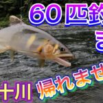 2022 鮎釣り５ 　【６０匹釣るまで帰れません！　四万十川】