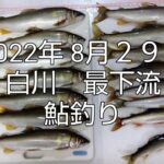 2022年8月29日白川最下流鮎釣り