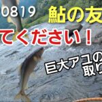 NO40(後編) 大物鮎が掛かったのですが取り込みに苦戦しました！