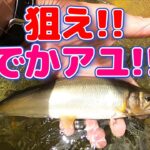 【鮎釣り】丘の上の鮎。おっちゃんの鮎釣りは高度成長中！