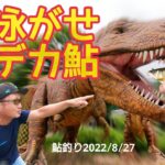 【鮎釣り2022】泳がせ釣りでデカ鮎を狙う！