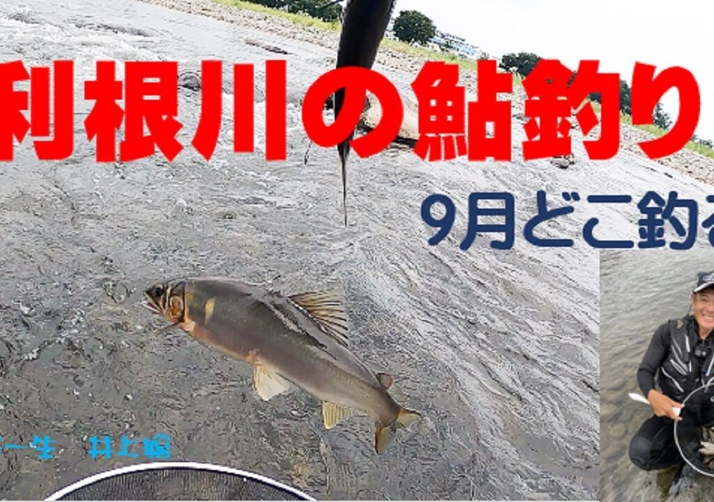 利根川の鮎釣り終盤はどこ釣る　オトリ店が無くなる？