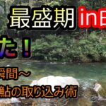【友釣り】白川本流！良型鮎のタモ入れ、これが正解！～良型鮎の掛かった瞬間～取り込み術まで～