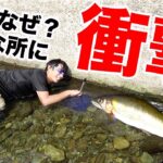 巨大天然アユを素手で捕まえる男は実在した！！